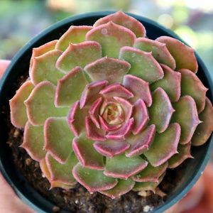 Meet your Posher, Ana